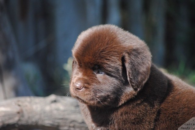 Фотография № 229639