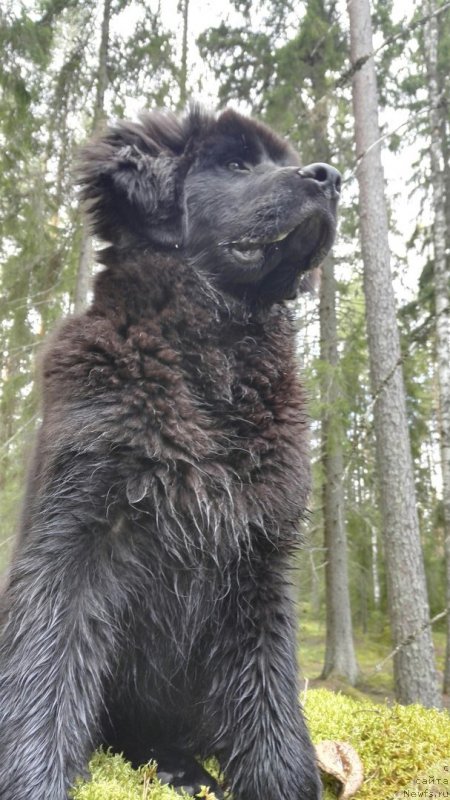 Фотография № 229641