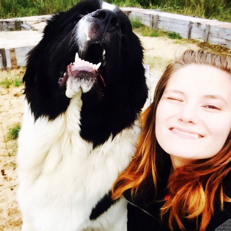 Фото: ньюфаундленд Viking ot Karelskikh Medvedey (Викинг от Карельских Медведей)