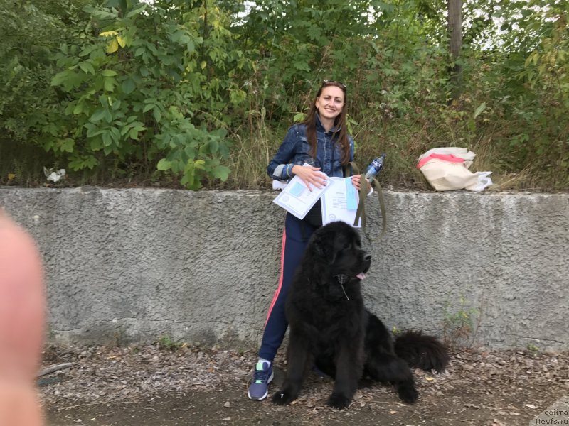 Фото: ньюфаундленд CHernyiy Balu Ippolit Denovich (Черный Балу Ипполит Денович)