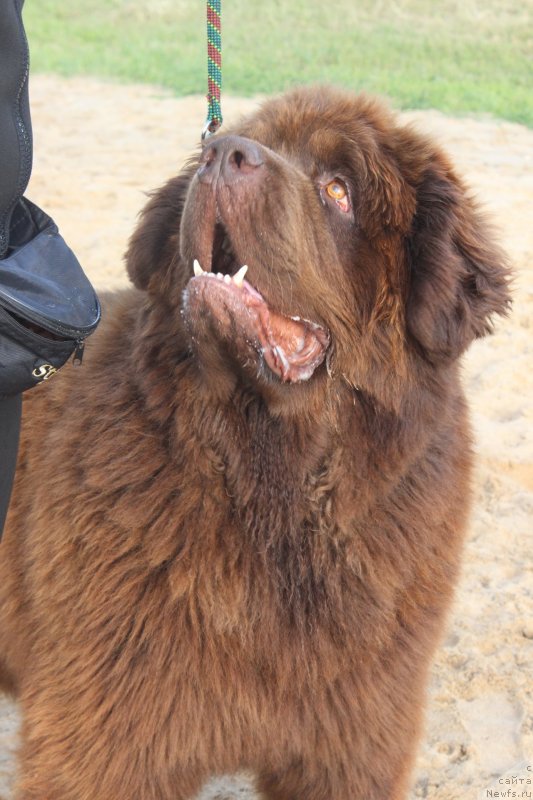 Фото: ньюфаундленд Charmer Denkam Bronze (Чармер Денкам Бронз)