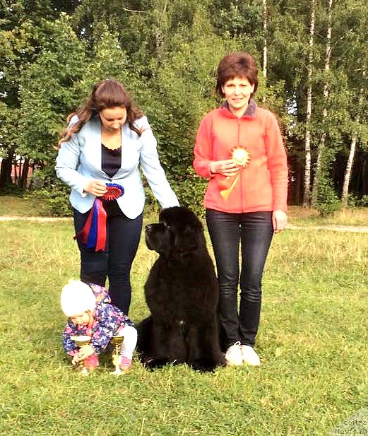 Фото: ньюфаундленд Smigar Tango in the Night (Смигар Танго ин зе Найт), Ekaterina Zayceva (Екатерина Зайцева), Ирина Савенко