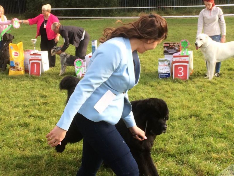 Фото: ньюфаундленд Smigar Tango in the Night (Смигар Танго ин зе Найт), Ekaterina Zayceva (Екатерина Зайцева)