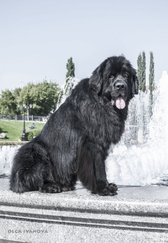 Фото: ньюфаундленд Kiper Soul Layon Hyeert (Кипер Соул Лайон Хэерт)