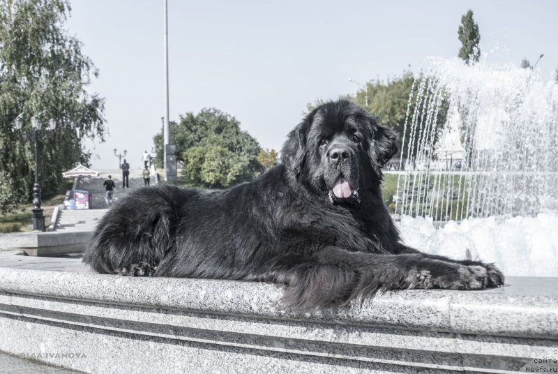 Фото: ньюфаундленд Kiper Soul Layon Hyeert (Кипер Соул Лайон Хэерт)