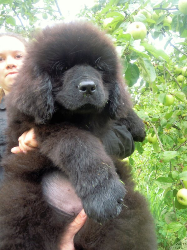 Фотография № 229658