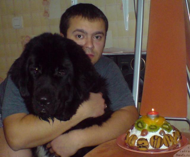 Фото: ньюфаундленд Piternyuf Zhizn' Horosha (Питерньюф Жизнь Хороша)