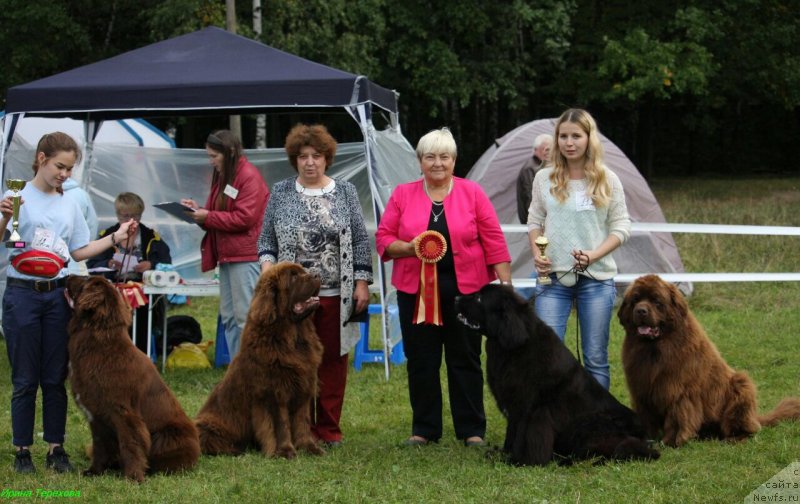 Фото: ньюфаундленд Brownblood MSK Audi Red Less (Браунблад МСК Ауди Рэд Лэсс), Mariya SHmeleva (Мария Шмелева), ньюфаундленд Charli The Best Helfi Pel (Чарли Де Бест Хелфи Пэл), Elena SHmeleva (Елена Шмелева), ньюфаундленд Mercedes Vialiki Miadzvedz (Мерседес Вялiкi Мядзведзь), ньюфаундленд Charmer Denkam Bronze (Чармер Денкам Бронз)