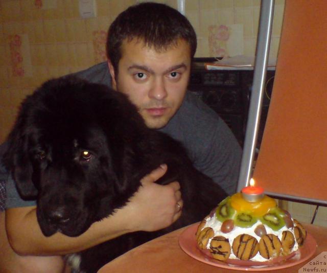 Фото: ньюфаундленд Piternyuf Zhizn' Horosha (Питерньюф Жизнь Хороша)