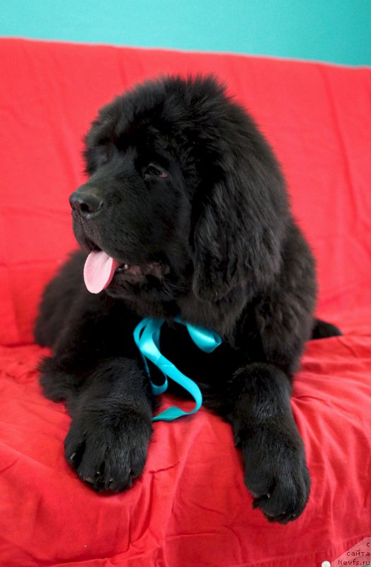 Фото: ньюфаундленд Hevens Pandora (Хевенс Пандора)