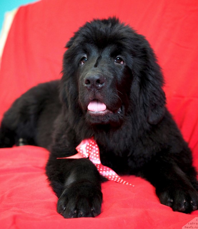 Фото: ньюфаундленд Harikeyn Kleopatra (Харикейн Клеопатра)