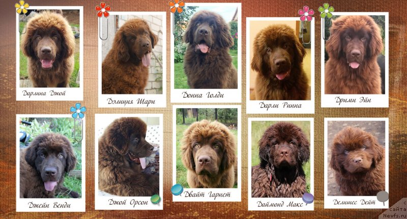 Фото: ньюфаундленд Naomi Tagoliri for Brouwnblood (Наоми Таголири фор Браунблад), ньюфаундленд Newfashion The Crowd Goes Wild