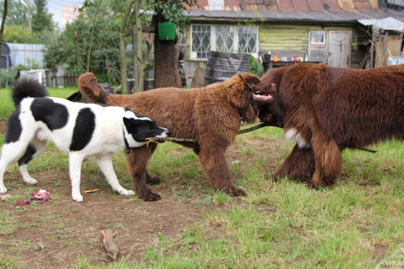 Фото: ньюфаундленд Brownblood MSK Darlina Joy (Браунблад МСК Дарлина Джой), ньюфаундленд Brownblood MSK Abrams-Strong (Браунблад МСК Абрамс-Стронг)