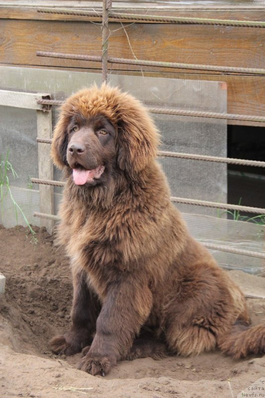 Фото: ньюфаундленд Brownblood MSK Darlina Joy (Браунблад МСК Дарлина Джой)