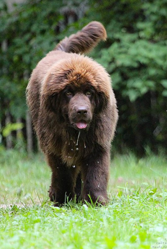 Фото: ньюфаундленд Brownblood MSK Darlina Joy (Браунблад МСК Дарлина Джой)