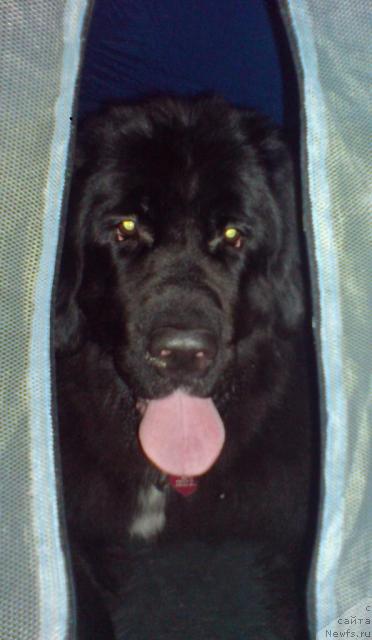 Фото: ньюфаундленд Piternyuf Zhizn' Horosha (Питерньюф Жизнь Хороша)