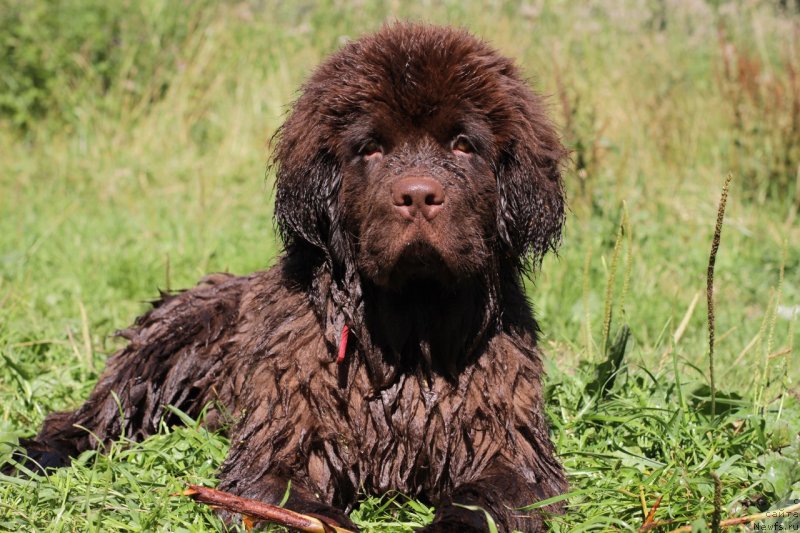 Фото: ньюфаундленд Braunblad MSK Daymond Maks (Браунблад МСК Даймонд Макс)