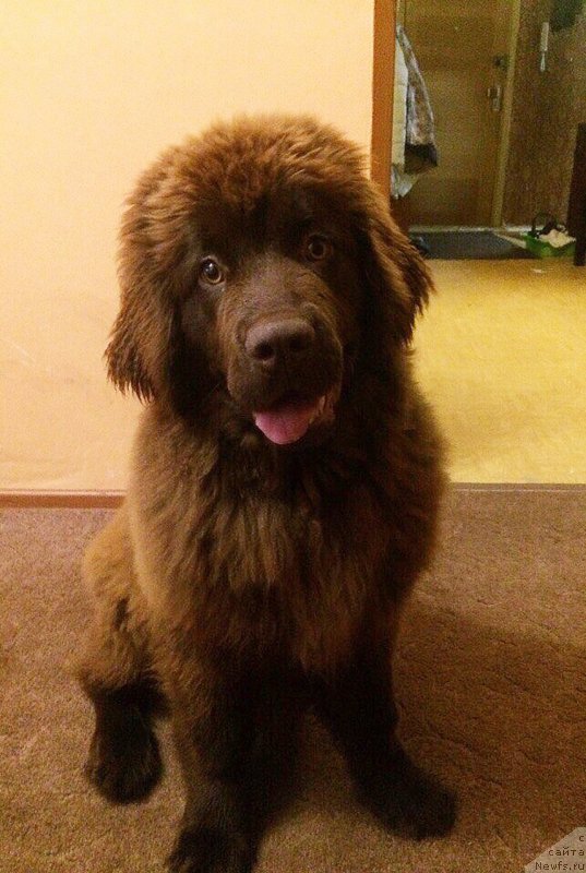 Фото: ньюфаундленд Brownblood MSK Darley Rinna (Браунблад МСК Дарли Ринна)