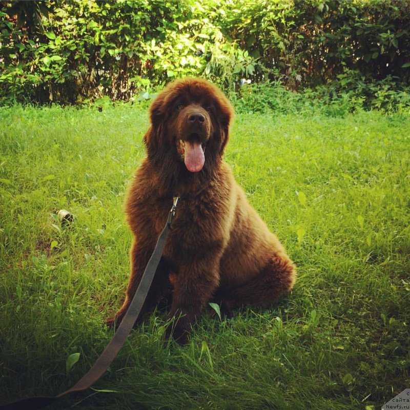 Фото: ньюфаундленд Brownblood MSK Darley Rinna (Браунблад МСК Дарли Ринна)