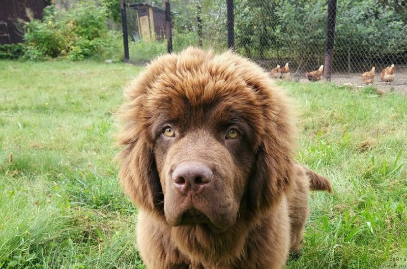 Фото: ньюфаундленд Braunblad MSK Dvayt Garnet (Браунблад МСК Двайт Гарнет)