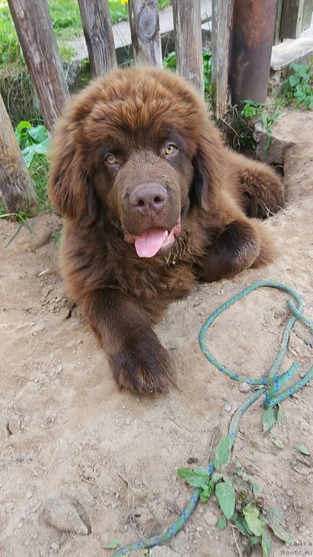 Фото: ньюфаундленд Braunblad MSK Dvayt Garnet (Браунблад МСК Двайт Гарнет)