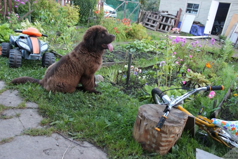 Фото: ньюфаундленд Braunblad MSK Djeyn Vendi (Браунблад МСК Джейн Венди)