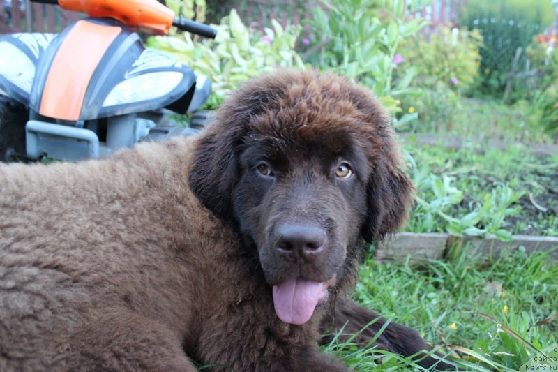 Фото: ньюфаундленд Braunblad MSK Djeyn Vendi (Браунблад МСК Джейн Венди)