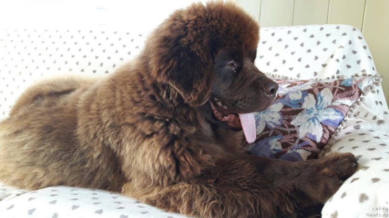 Фото: ньюфаундленд Braunblad MSK Djoy Orson (Браунблад МСК Джой Орсон)