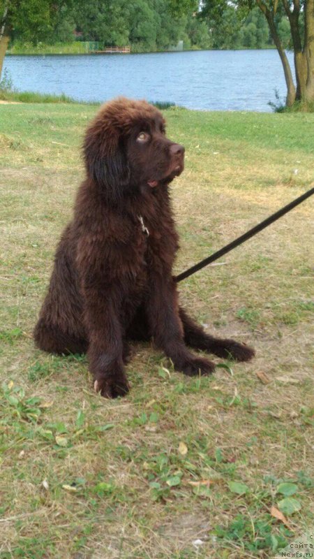 Фото: ньюфаундленд Braunblad MSK Donna Goldi (Браунблад МСК Донна Голди)