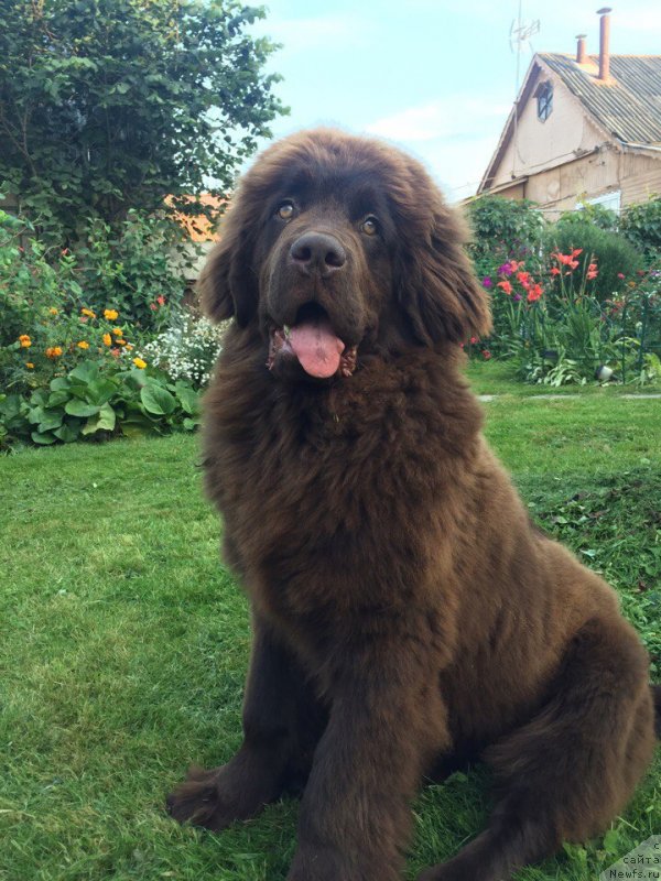 Фото: ньюфаундленд Braunblad MSK Donna Goldi (Браунблад МСК Донна Голди)