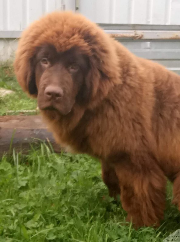 Фото: ньюфаундленд Brownblood MSK Drimi Ein (Браунблад МСК Дрими Эйн)