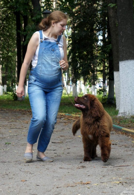 Фото: ньюфаундленд Brownblood MSK Drimi Ein (Браунблад МСК Дрими Эйн)