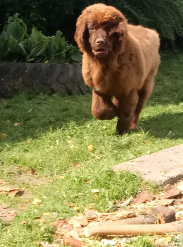 Фото: ньюфаундленд Brownblood MSK Drimi Ein (Браунблад МСК Дрими Эйн)