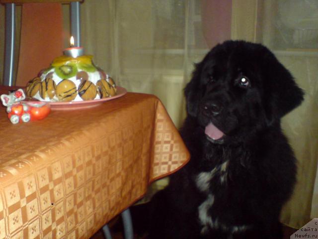 Фото: ньюфаундленд Piternyuf Zhizn' Horosha (Питерньюф Жизнь Хороша)
