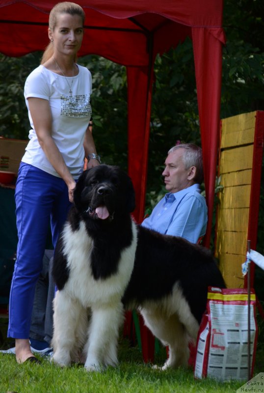 Фото: ньюфаундленд Super Bizon Rishar (Супер Бизон Ришар)