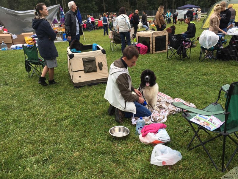 Фото: ньюфаундленд Adonis La Flyor (Адонис Ла Флёр), Il'ya Grigorov (Илья Григоров)