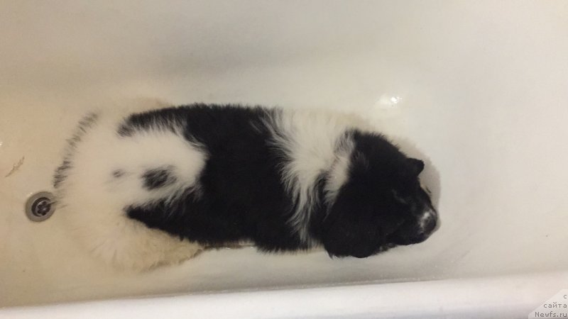 Фото: ньюфаундленд Adonis La Flyor (Адонис Ла Флёр), Il'ya Grigorov (Илья Григоров)