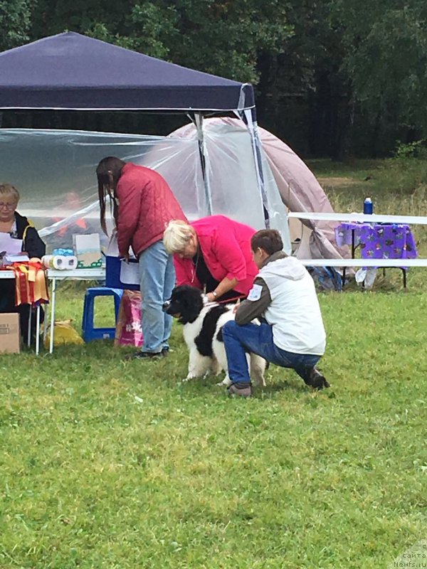 Фото: ньюфаундленд Adonis La Flyor (Адонис Ла Флёр), Il'ya Grigorov (Илья Григоров)