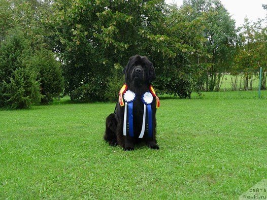 Фото: ньюфаундленд Brownblood MSK Zhansaya Shuli (Браунблад МСК Жансая Шули)