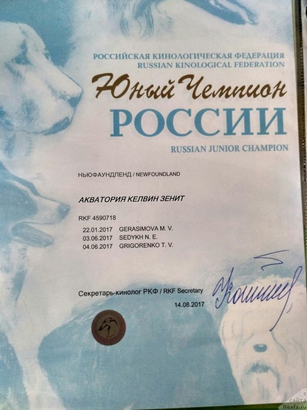 Фото: ньюфаундленд Akvatoriya Kelvin Zenit (Акватория Келвин Зенит)