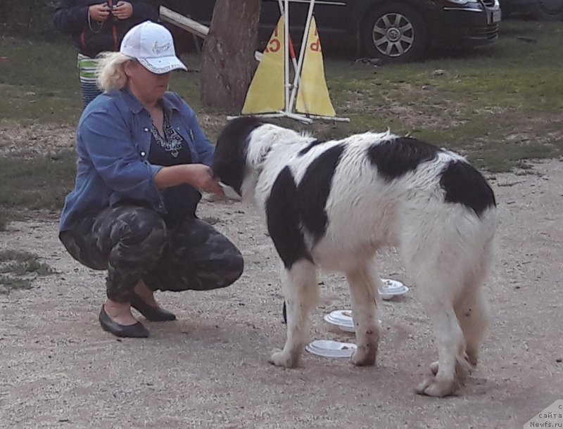 Фотография № 229717