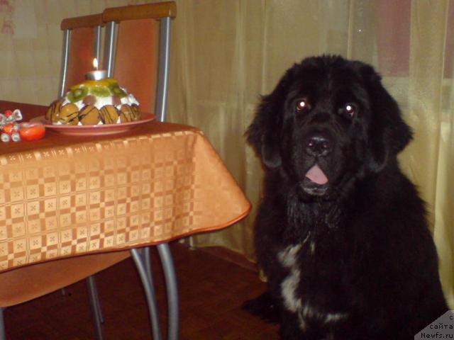 Фото: ньюфаундленд Piternyuf Zhizn' Horosha (Питерньюф Жизнь Хороша)