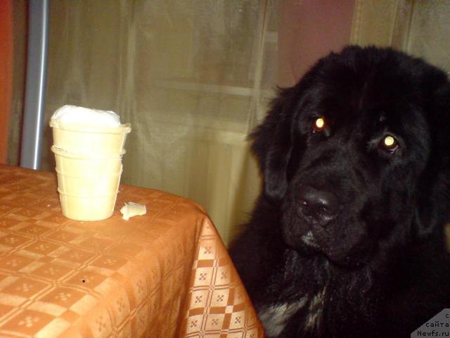 Фото: ньюфаундленд Piternyuf Zhizn' Horosha (Питерньюф Жизнь Хороша)