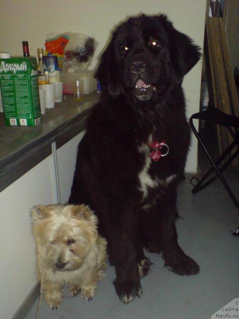 Фото: ньюфаундленд Piternyuf Zhizn' Horosha (Питерньюф Жизнь Хороша)