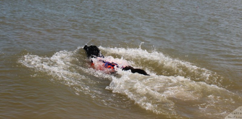 Фотография № 229749