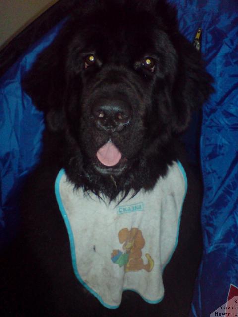 Фото: ньюфаундленд Piternyuf Zhizn' Horosha (Питерньюф Жизнь Хороша)