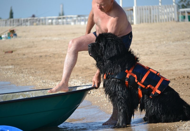 Фото: ньюфаундленд Nazar Vyatskiy Medved (Назар Вятский Медведь)