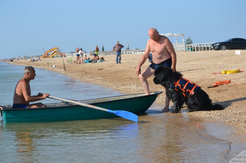 Фото: ньюфаундленд Nazar Vyatskiy Medved (Назар Вятский Медведь)