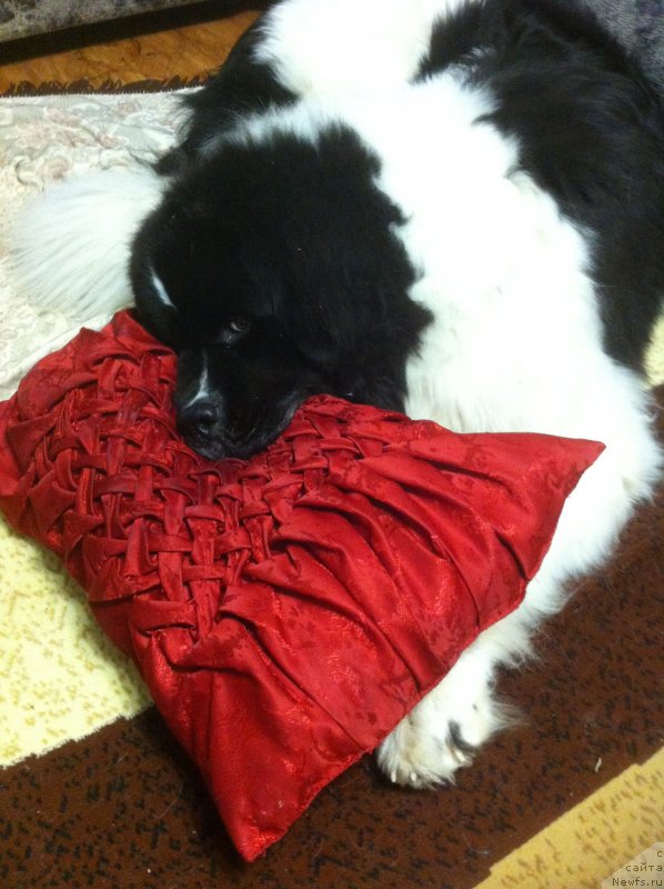 Фото: ньюфаундленд Vilmarinen ot Karel'skih Medvedey (Вилмаринен от Карельских Медведей)