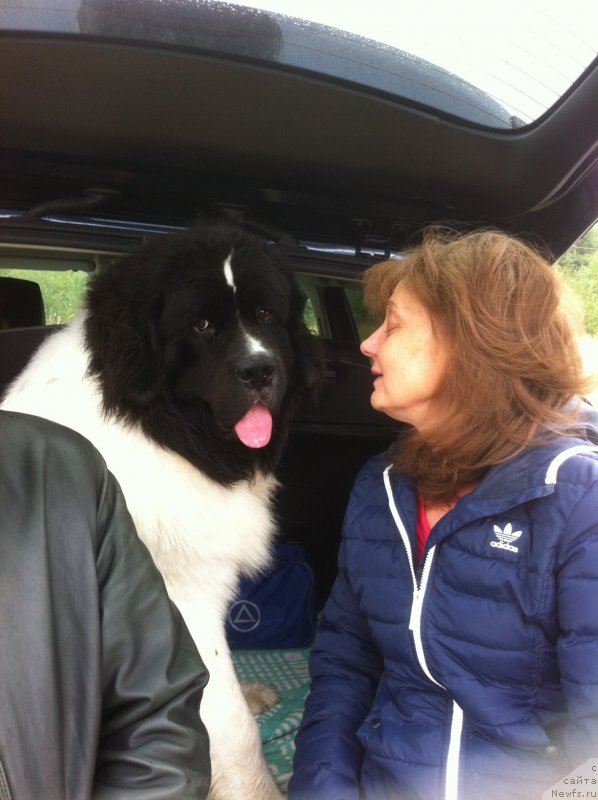 Фото: ньюфаундленд Vilmarinen ot Karel'skih Medvedey (Вилмаринен от Карельских Медведей)